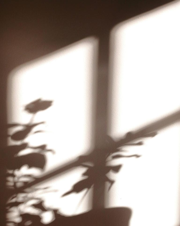 Soft morning light and the shadow of a plant on a white wall