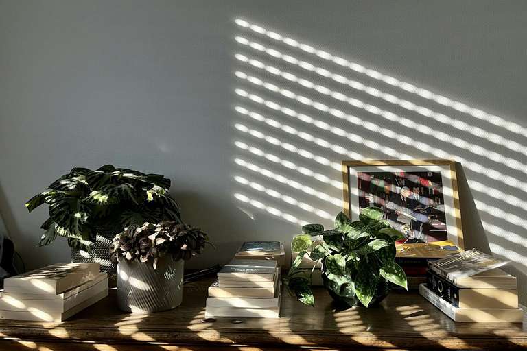 Plants and books on a timber table in stripes of morning light